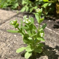 植物観察）シロノヂシャ