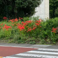 こころ庵便り