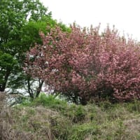 曇り空の舞岡公園　丘の上の八重桜
