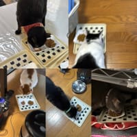 2025/6/29の朝ごはん