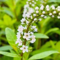花と小物