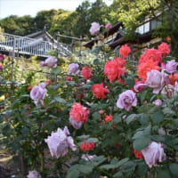 松尾寺のバラ