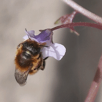 アメリカスミレサイシン ・ 不明ハチ２種