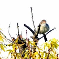06/29探鳥記録写真：２０２５年５月に出会った鳥たち①