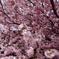 早咲さくら「春めき」が華やかに・・・福岡県直方市福智山ろく花公園