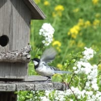 シジュウカラの家探し