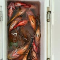 教の釣りには、狂気が必要でした。