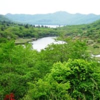 姫ちゃんと蓮華躑躅を見に、赤城山に