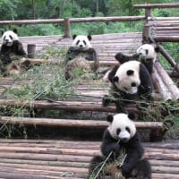 パンダ・パンダ・パンダ（中国・成都）