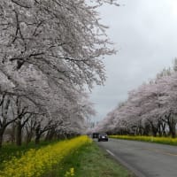 大潟村・桜並木１１キロ