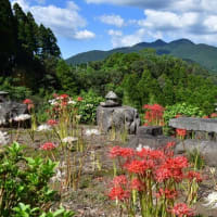 並立鳥居　石神原の彼岸花　2024/09/17（鹿児島）