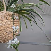 配水管更新工事　備忘録