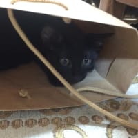 狭いとこが好きやねん！