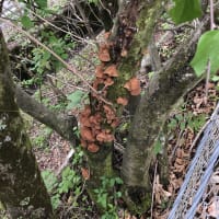 きくらげ（木耳）の季節がやってきた