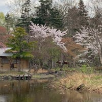 玉泉館跡地公園（岩見沢市）の桜