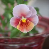 母の日に
