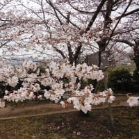 佐保川の桜