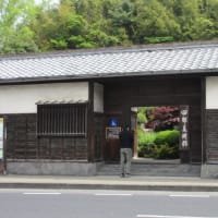 松江城のヒトツバタコ