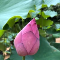 蓮の花