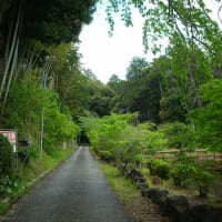 新緑の季節