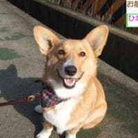 お散歩コーギ　ひなちゃん