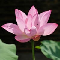 ７日、十二坊蓮臺寺から大徳寺、船岡山への散歩で猛暑日だより＆癌治療