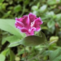 小さな朝顔