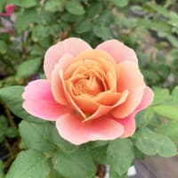 季節の花「薔薇（バラ）」