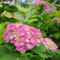 紫陽花