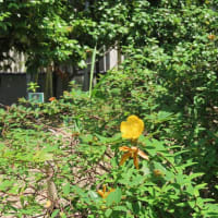 松花堂庭園その１