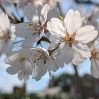 桜が咲いていた