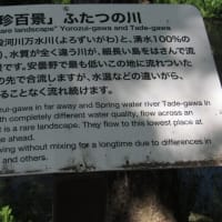 わさび農場での川の流れ