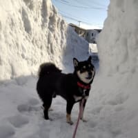 黒柴かんべえ　雪の壁の間をお散歩！