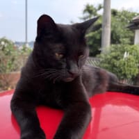 忙しい日曜日～　黒猫ちゃんはご機嫌斜め？！