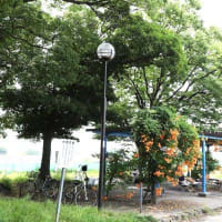 庄内緑地公園　今年のハスの花とバラ＆ノーゼンカズラ他