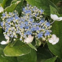季節の花はバラとアジサイ＊やはり地植えですね＊