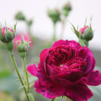 ☆咲くのは赤・濃いピンクのバラ
