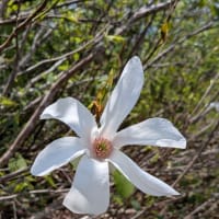 魚沼の権現堂山登山。花の多い山でした。