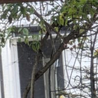 思い出・ヒヨ鳥