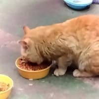 オーガニック信仰