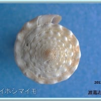 ニセイボシマイモ