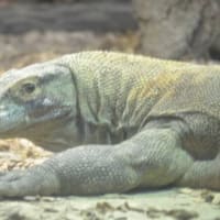 東山動植物園でボランティア　その2　～マンゴーかき氷、チンパンジー、コモドオオトカゲ、カバの餌やり～