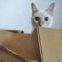 こんなん