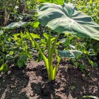 夏に村上春樹を読む。
