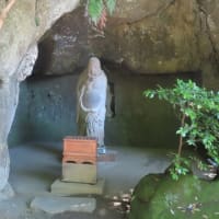 大の里、”唯一無二”の75代横綱へ　大谷、２０号一番乗り　浄智寺のイワタバコ