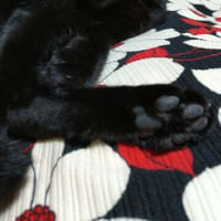 黒猫   ポートレート