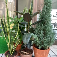 100円ショップの観葉植物