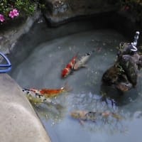 池の鯉たち