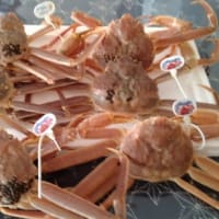 冬の味覚　　　庄内浜のカニ