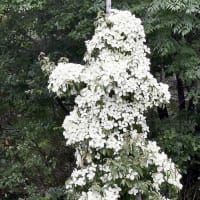 ヤマボウシ